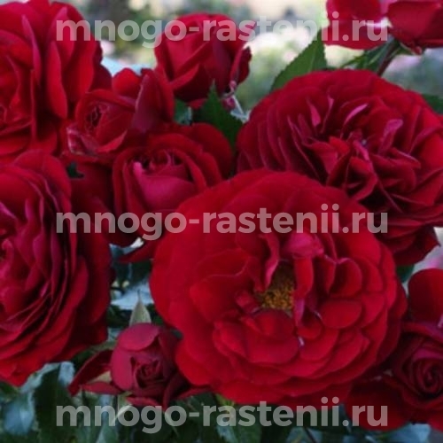 Роза штамбовая Бордо (Rosa Bordeaux)