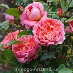 Роза штамбовая Боскобель (Rosa Boscobel)