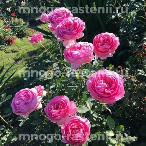 Роза штамбовая Боскобель (Rosa Boscobel)