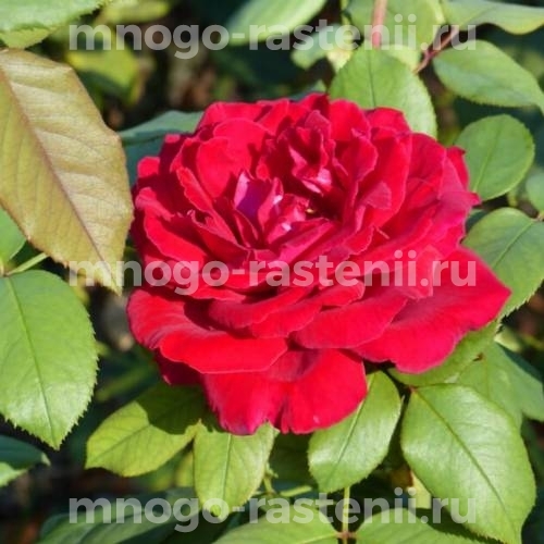 Роза штамбовая Ботеро (Rosa Botero)