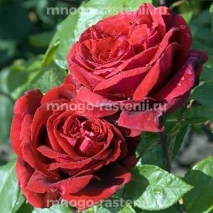 Роза штамбовая Ботеро (Rosa Botero)