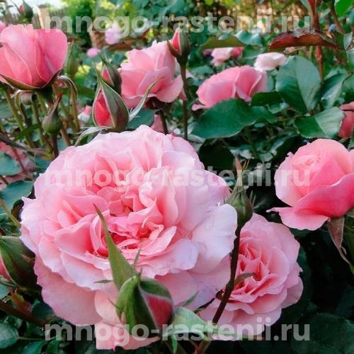 Роза штамбовая Ботичелли (Rosa Botticelli)