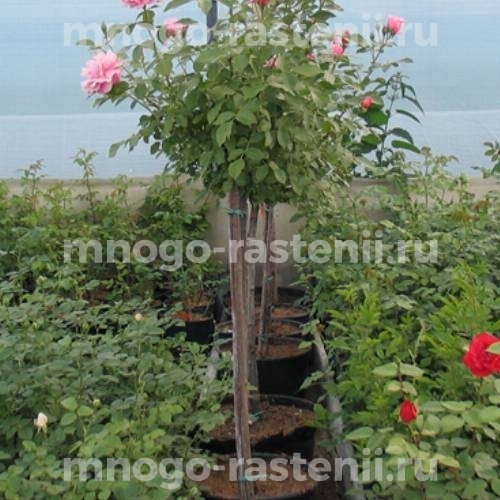 Роза штамбовая Ботичелли (Rosa Botticelli)