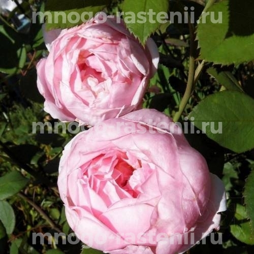Роза штамбовая Бразе Кадфаэль (Rosa Brother Cadfael)