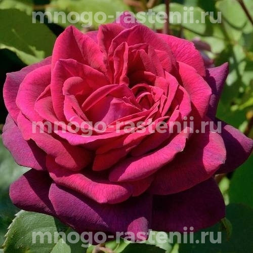 Роза штамбовая Графиня Диана (Rosa Grafin Diana)