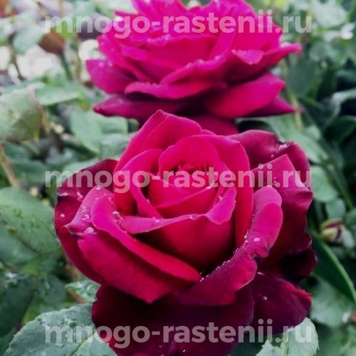Роза штамбовая Графиня Диана (Rosa Grafin Diana)