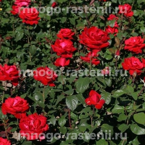 Роза штамбовая Гранд Аморе (Rosa Grande Amore)