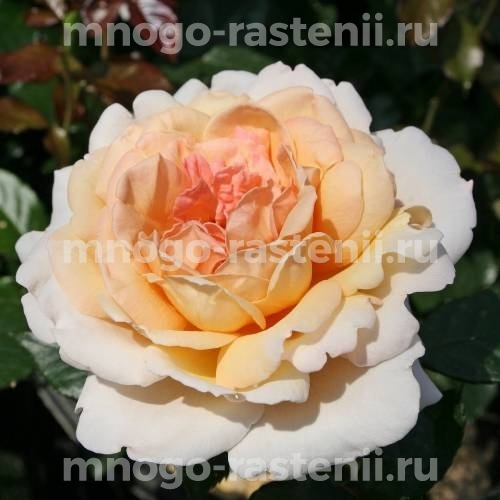 Роза штамбовая Гроссгерцогин Луиза (Rosa Grossherzogin Luise)