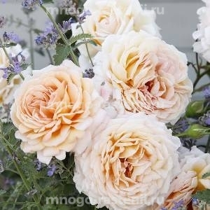 Роза штамбовая Гроссгерцогин Луиза (Rosa Grossherzogin Luise)