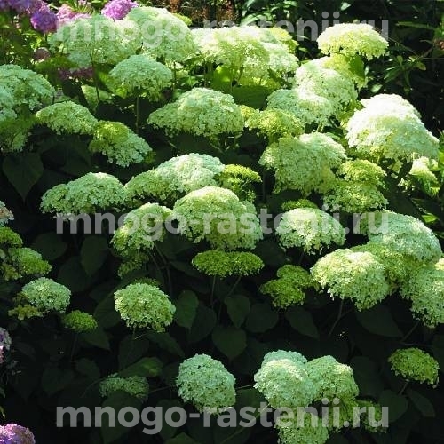 Гортензия древовидная Лайм Рики (Hydrangea arborescens Lime Rickey)