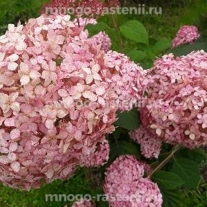 Гортензия древовидная Пинк Аннабель (Hydrangea arborescens Pink Annabelle)
