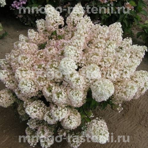 Гортензия метельчатая Бобо (Hydrangea paniculata Bobo)