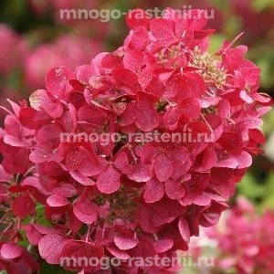 Гортензия метельчатая Даймонд Руж (Hydrangea paniculata Diamant Rouge)