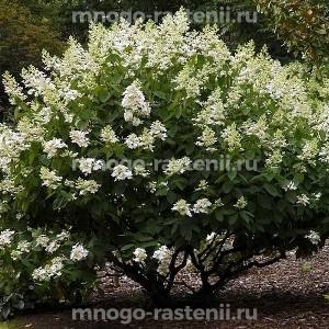 Гортензия метельчатая Киушу (Hydrangea paniculata Kyushu)