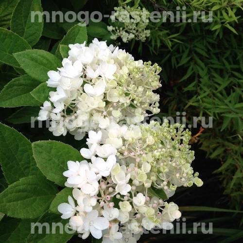 Гортензия метельчатая Литл Блоссом (Hydrangea paniculata Little Blossom)