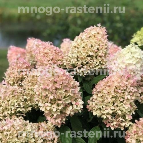 Гортензия метельчатая Матильда (Hydrangea paniculata Mathilde)