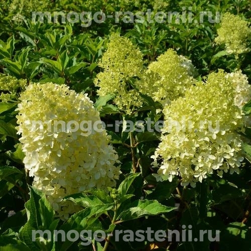 Гортензия метельчатая Мэджикал Лайм Спаркл (Hydrangea paniculata Magical Lime Sparkle)