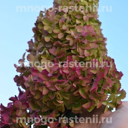 Гортензия метельчатая на штамбе Мэджикал Везувио (Hydrangea paniculata Magical Vesuvio)