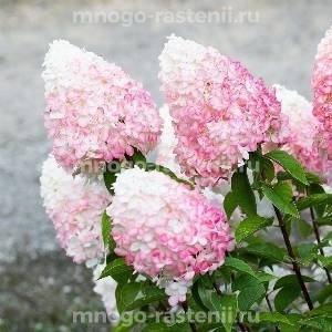 Гортензия метельчатая Пинк энд Роуз (Hydrangea paniculata Pink & Rose)