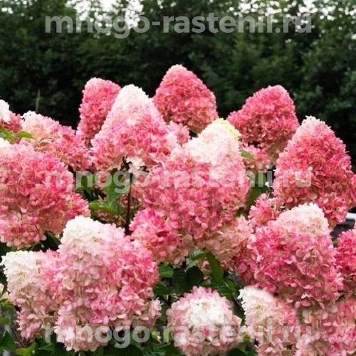 Гортензия метельчатая Пинк энд Роуз (Hydrangea paniculata Pink & Rose)