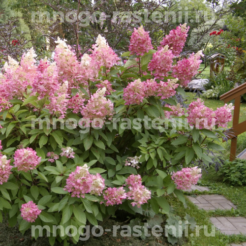 Гортензия метельчатая Пинк Квин (Hydrangea paniculata Pink Queen)