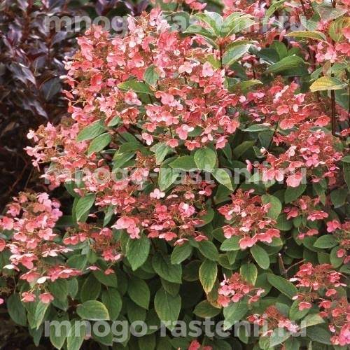Гортензия метельчатая Пинк Квин (Hydrangea paniculata Pink Queen)