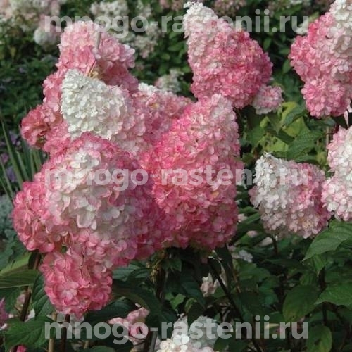 Гортензия метельчатая Пинк Леди (Hydrangea paniculata Pink Lady)