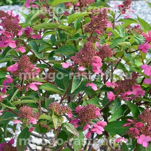 Гортензия метельчатая Прим Ред (Hydrangea paniculata Prim Red)