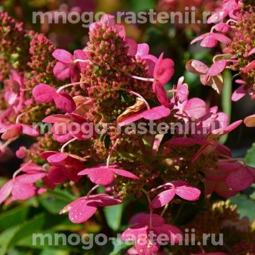 Гортензия метельчатая Прим Ред (Hydrangea paniculata Prim Red)