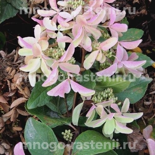 Гортензия метельчатая Стар Роуз (Hydrangea paniculata Star Rose)