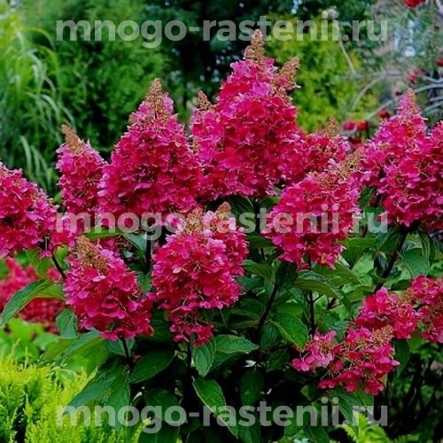 Гортензия метельчатая Вимс Ред (Hydrangea paniculata Wim’s Red)