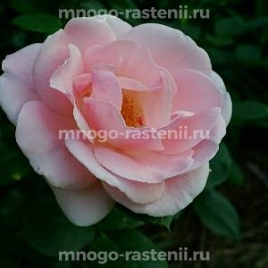 Роза Астрид Линдгрен (Rosa Astrid Lindgren)