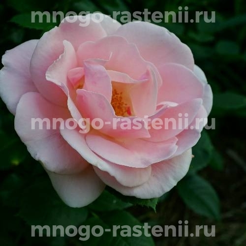 Саженцы Розы Астрид Линдгрен (Rosa Astrid Lindgren)