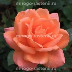 Роза Атлантик Стар (Rosa Atlantic Star)