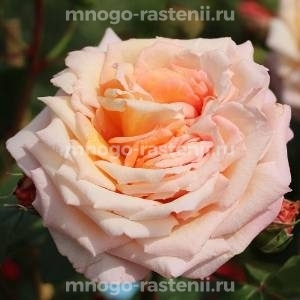 Роза Барок (Rosa Barock)