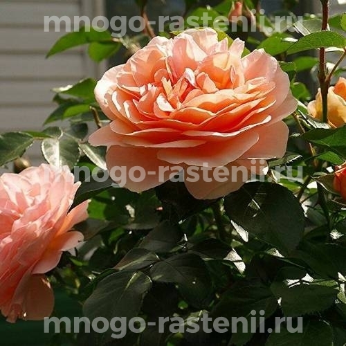Саженцы Розы Барок (Rosa Barock)