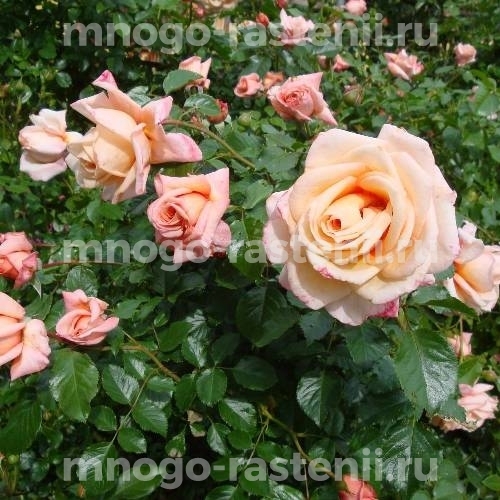 Саженцы Розы Барок (Rosa Barock)