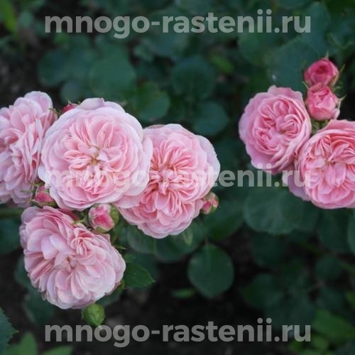 Саженцы Розы Байландо (Rosa Bailando)