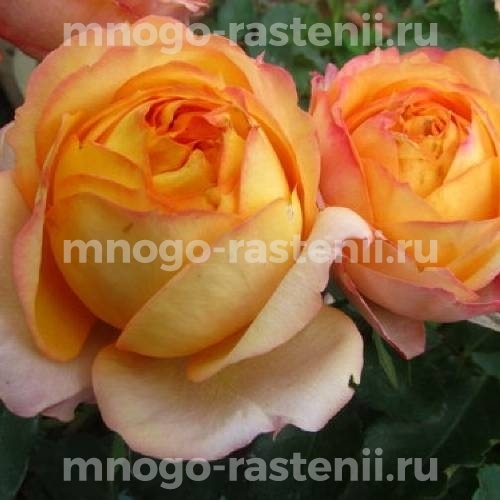Саженцы Розы Бэби Романтика (Rosa Baby Romantica)
