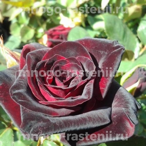Саженцы Розы Черная магия (Rosa Black Magic)