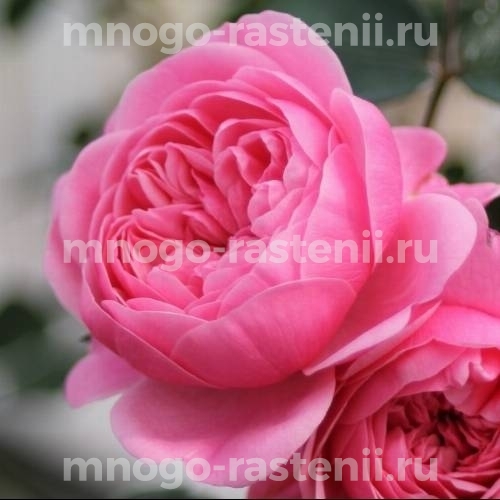 Саженцы Розы Ева (Rosa Eva)