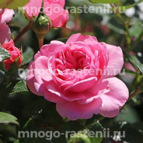 Саженцы Розы Ева (Rosa Eva)