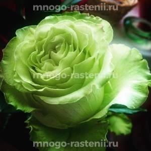 Роза Грин Глоу (Rosa  Green Glow)