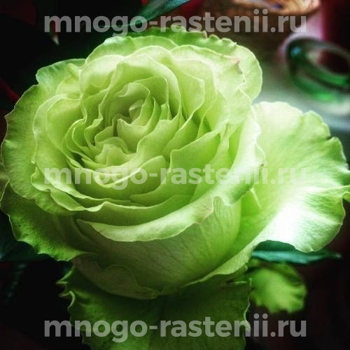 Саженцы Розы Грин Глоу (Rosa  Green Glow)