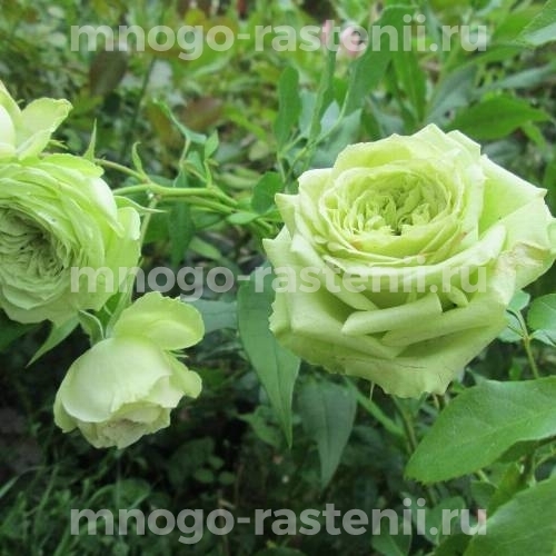 Саженцы Розы Грин Глоу (Rosa  Green Glow)