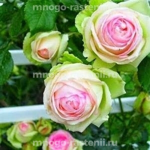 Роза Грин Пинк (Rosa  Green Pink)