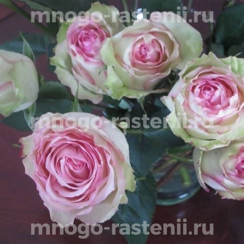 Саженцы Розы Грин Пинк (Rosa  Green Pink)