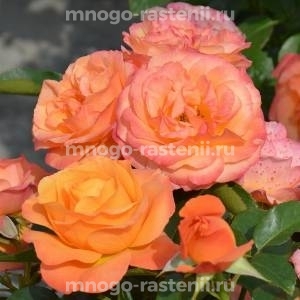 Роза штамбовая Ибица (Rosa Ibiza)