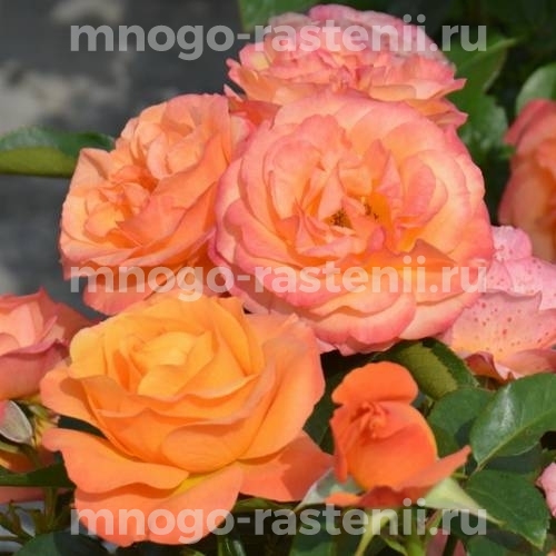 Саженцы Розы штамбовой Ибица (Rosa Ibiza)
