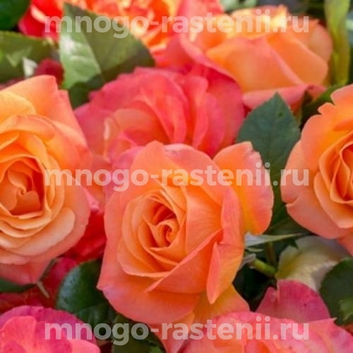 Саженцы Розы штамбовой Ибица (Rosa Ibiza)
